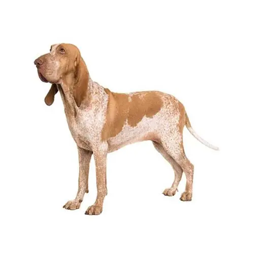 Bracco Italiano